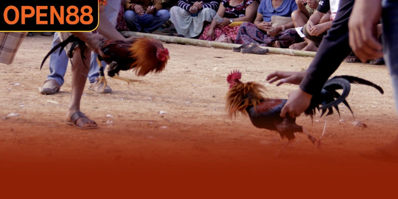 Thông tin chung sảnh đá gà OPEN88 sắp ra mắt